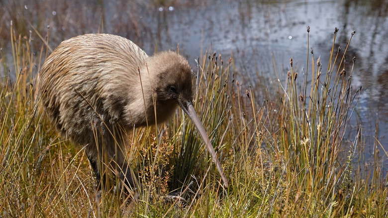 A kiwi bird foraging