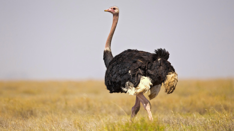 Ostrich in field