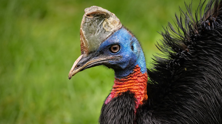 A cassowary