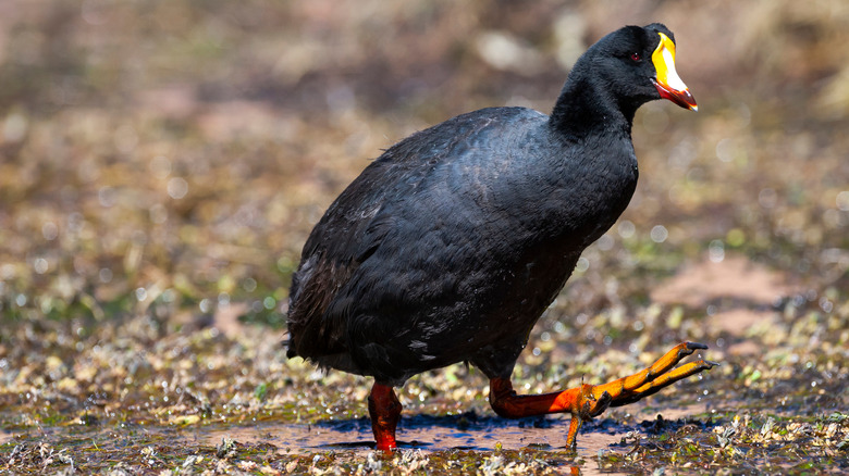 A giant coot