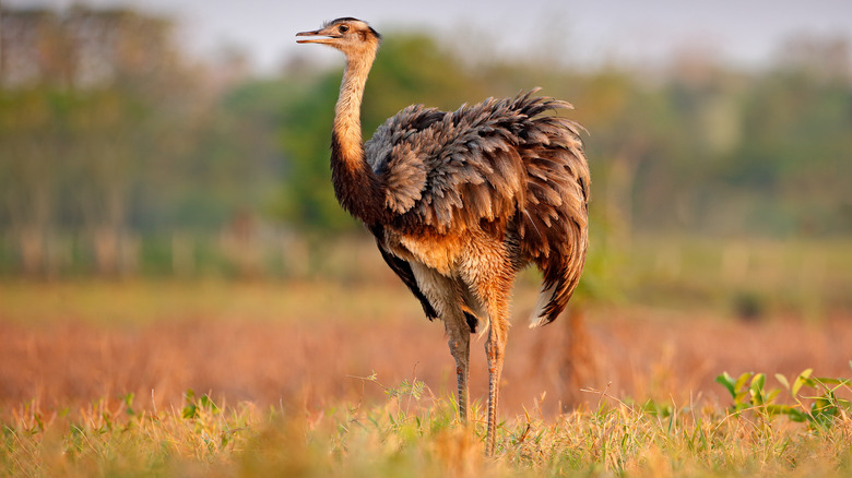 Greater rhea