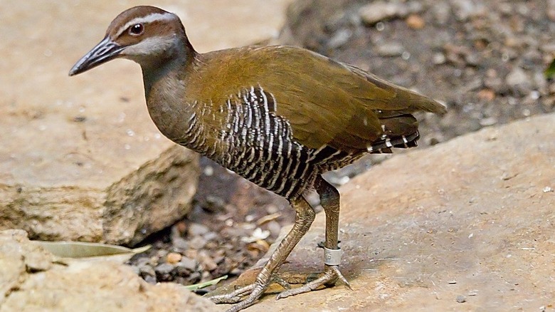 Guam rail