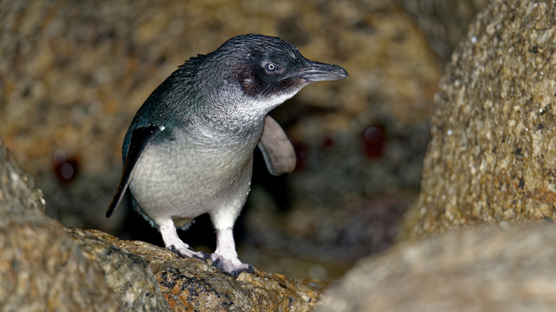 Little blue penguin