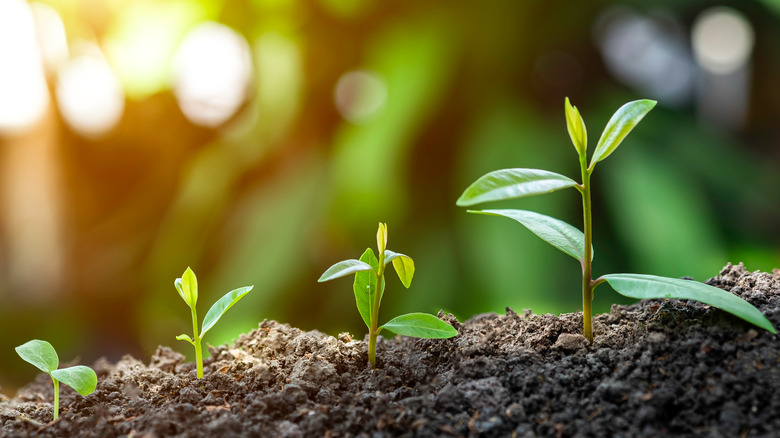 A seed-bearing plant growing