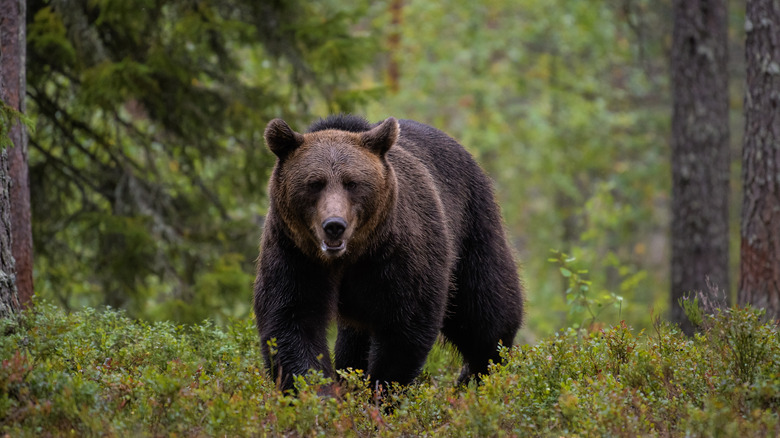 bear in a forest