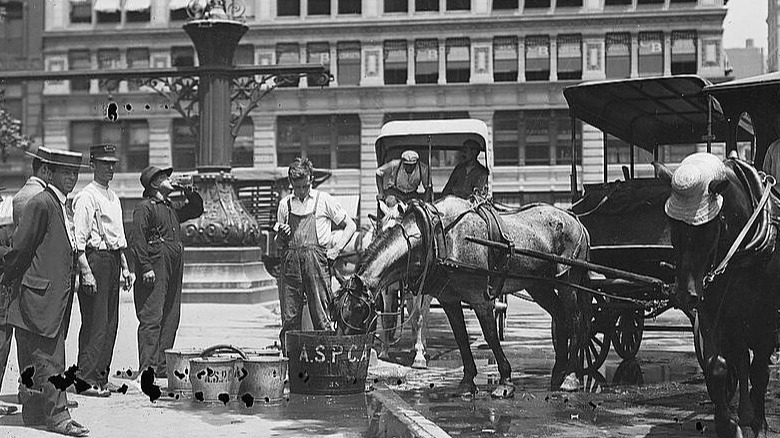 watering horses during a heat wave