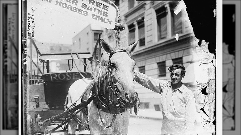 horse and man during the heat wave