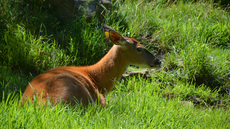 fallow deer