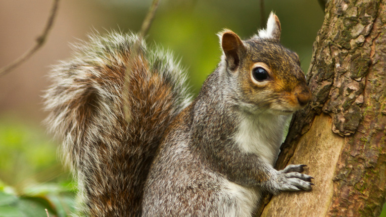 Grey squirrel on a treetrunk