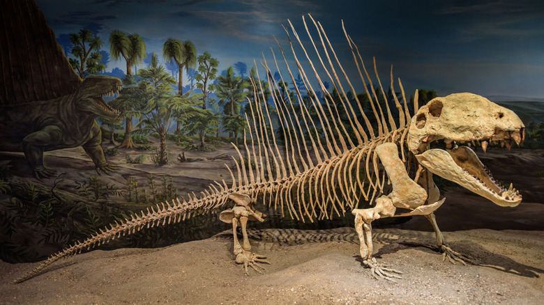 fossil of Dimetrodon