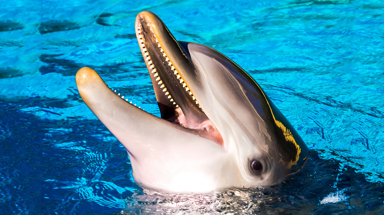 Dolphin with open mouth teeth showing