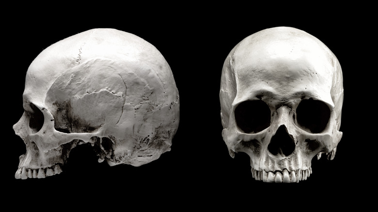 Human skull