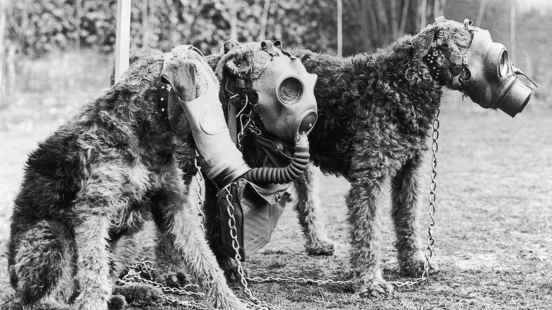 Gas mask dogs