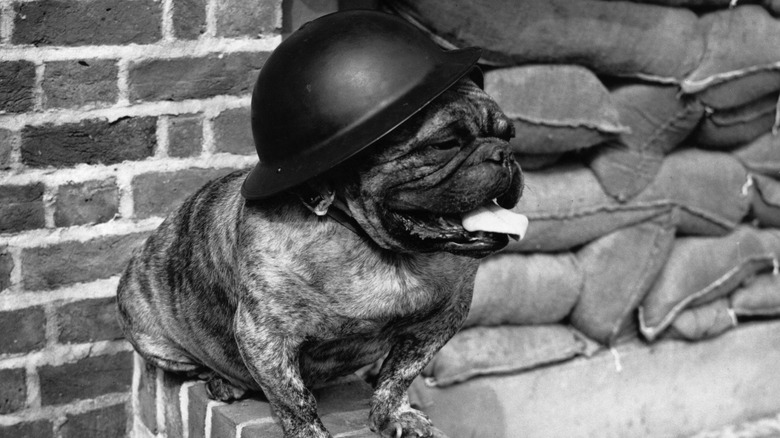 Dog with helmet