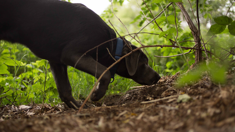 dog sniffing the ground