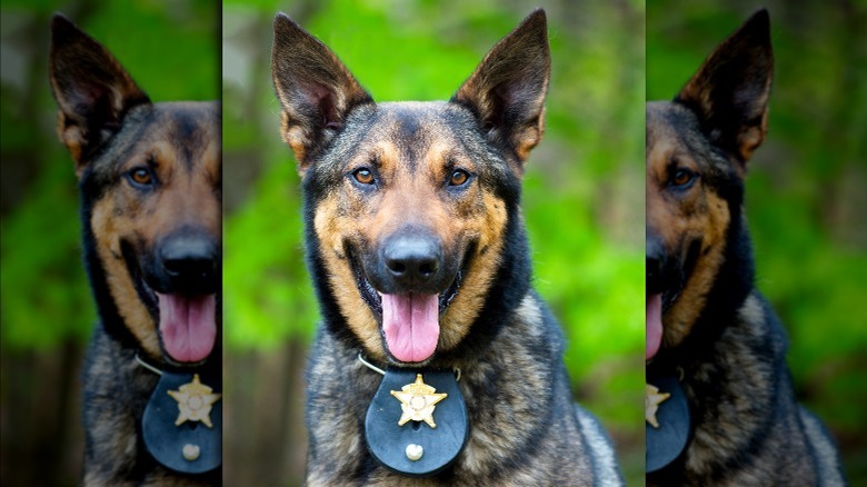 portrait of police dog