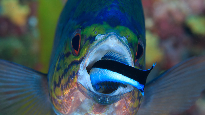 Cymothoa exigua as a tongue