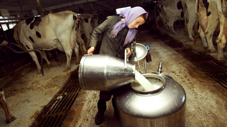 Amish girl pouring milk