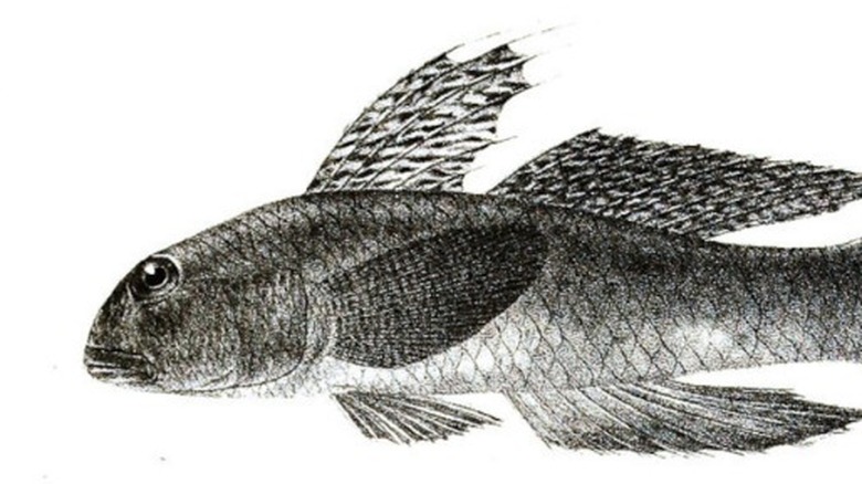 Drawing of a goby fish