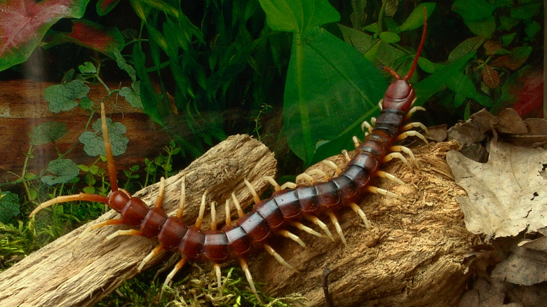 Amazonian giant centipede on log