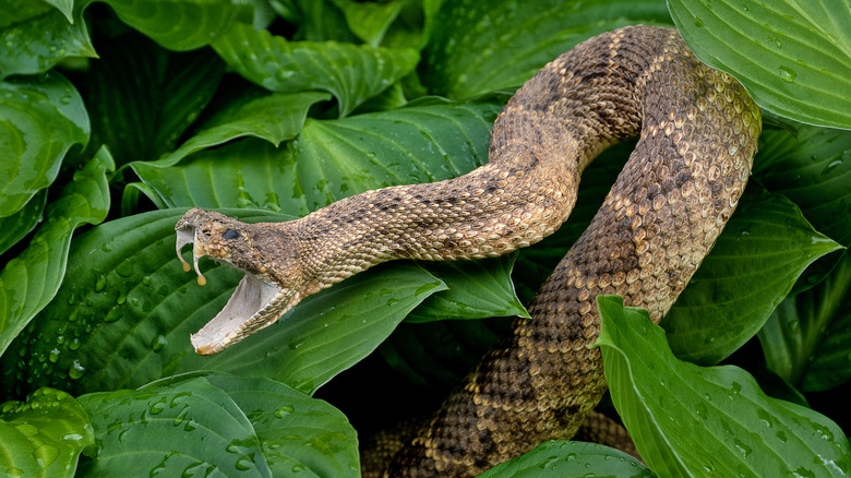 close up of rattlesnake in hostas plants with raindrops