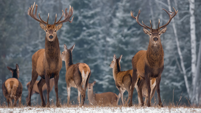 herd of deer staring