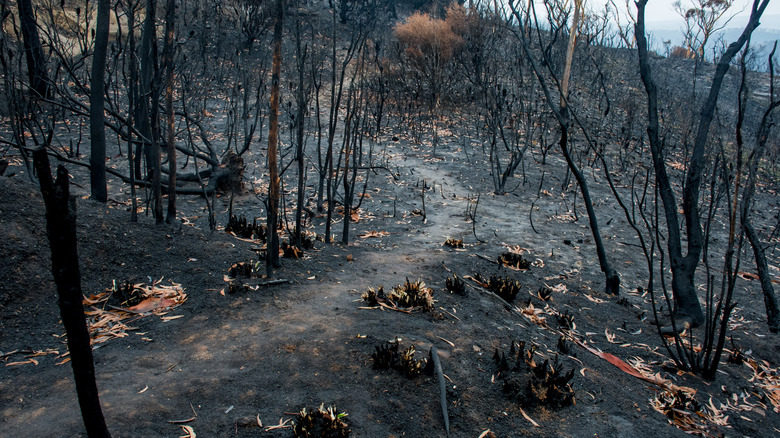 dying forest