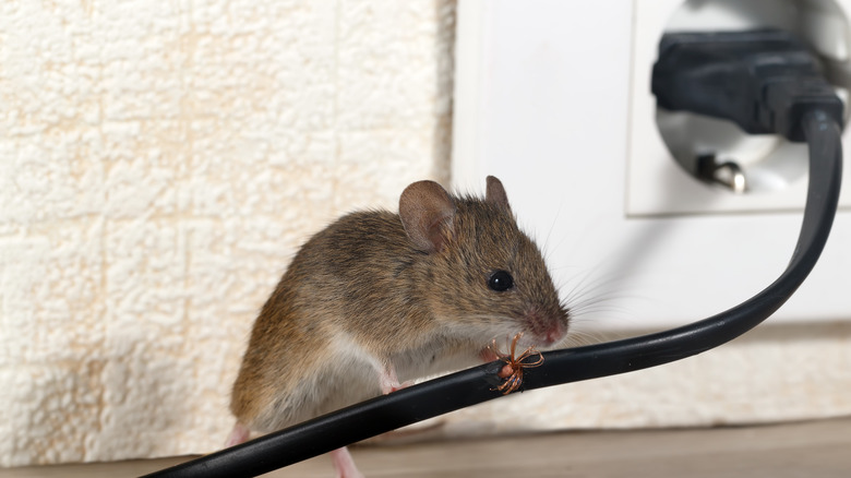 mouse and spider inside home