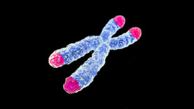 Telomeres on a chromosome