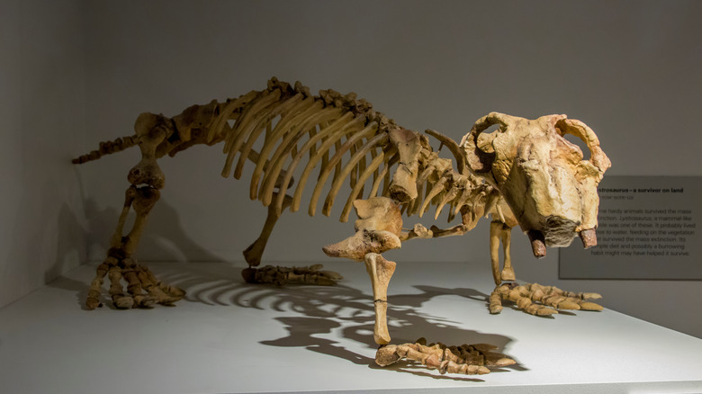 Skeleton of a prehistoric mammal