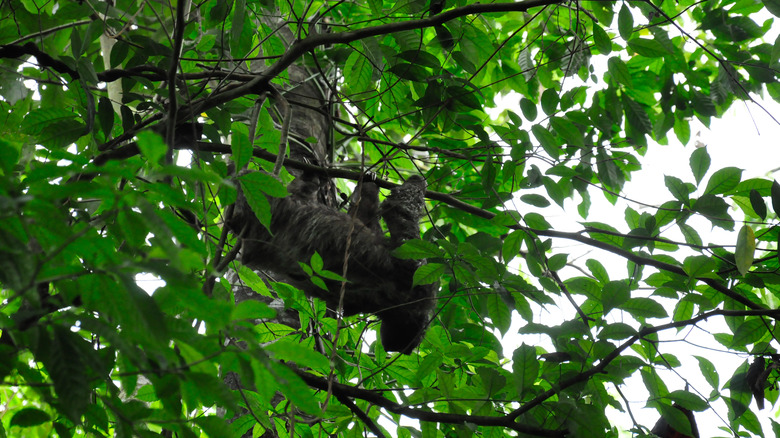 Camouflaged sloth