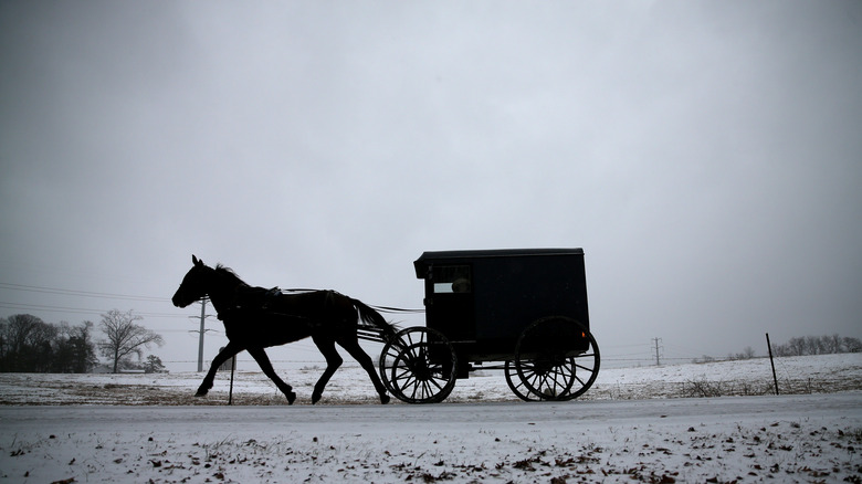 horse pulls an Amish buggy 