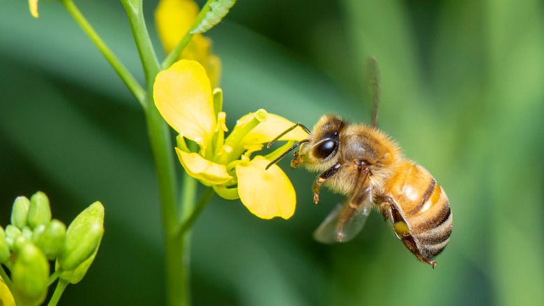 A honeybee