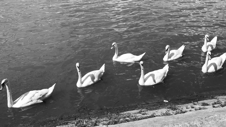 Seven Swans a-Swimming