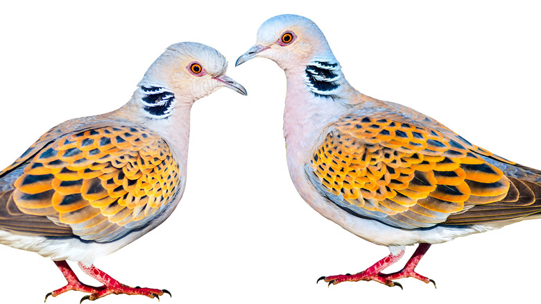 Two Turtle Doves