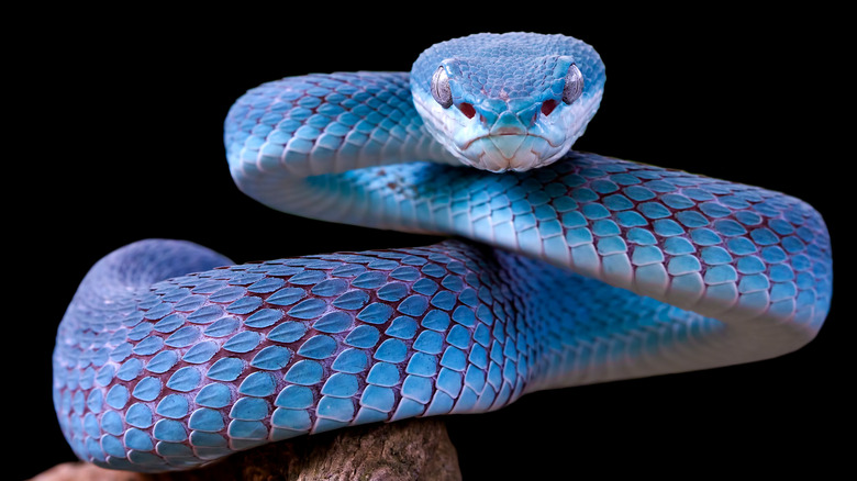 Blue viper