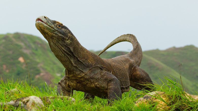 Komodo Dragon