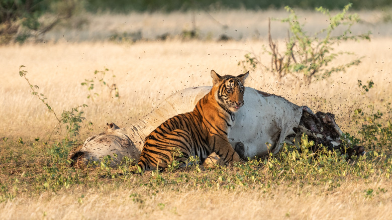 A tiger with a dead cow