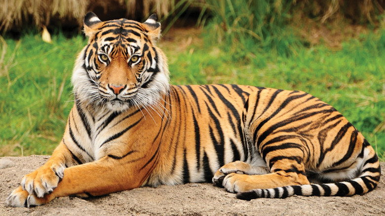 A lounging Bengal tiger