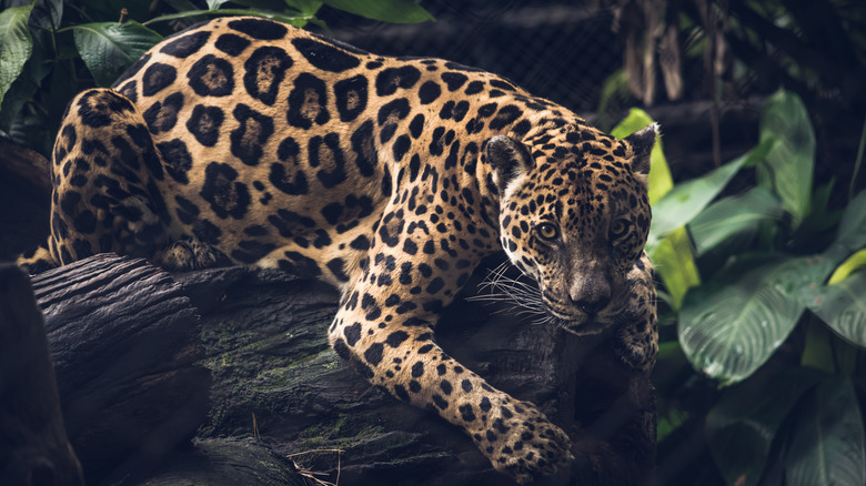 A jaguar in the jungle