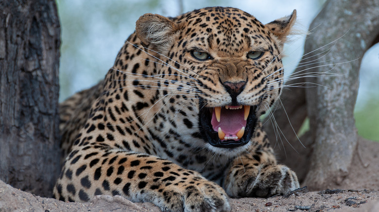A growling leopard