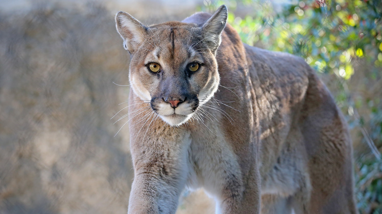 A mountain lion