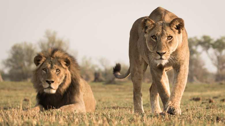 A stalking lioness