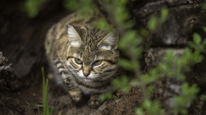 An African black-footed cat