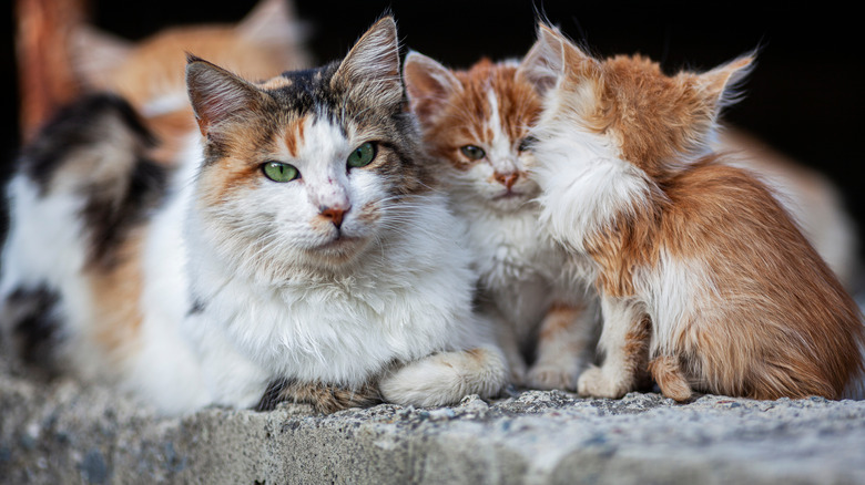 Feral cats in the city