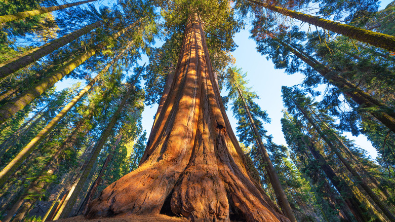 Big trees in Sequoia & Kings Canyon National Park