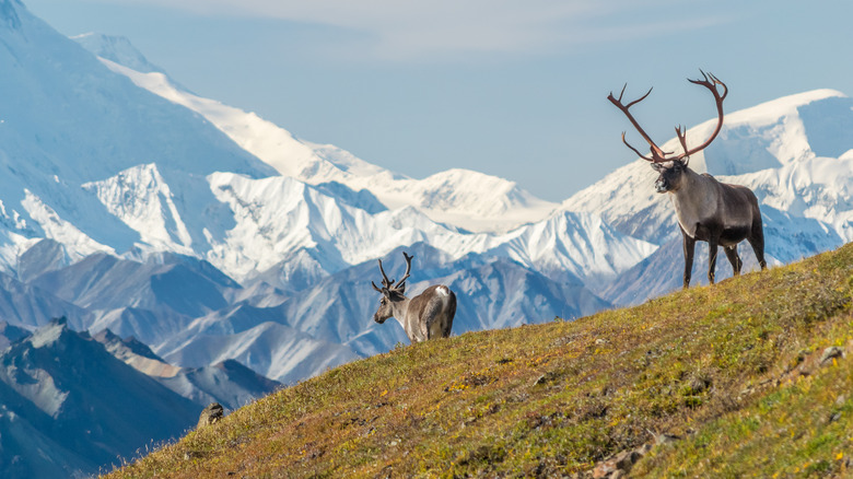 Caribou in Denali National Park