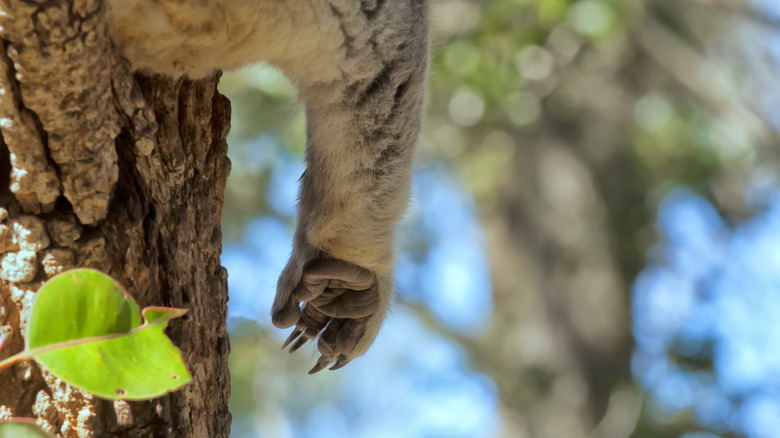 koala paw