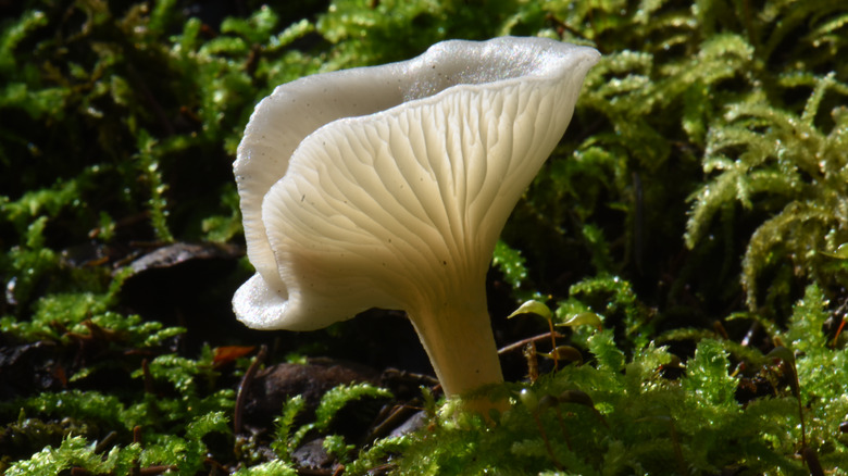 angel wing mushroom