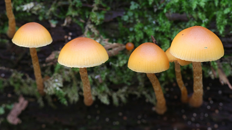 autumn skullcap mushroom